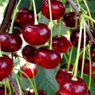 Саженец вишня Лютовка